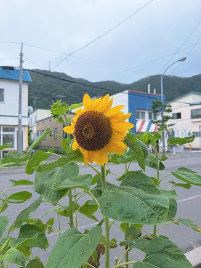 柊れいな 4